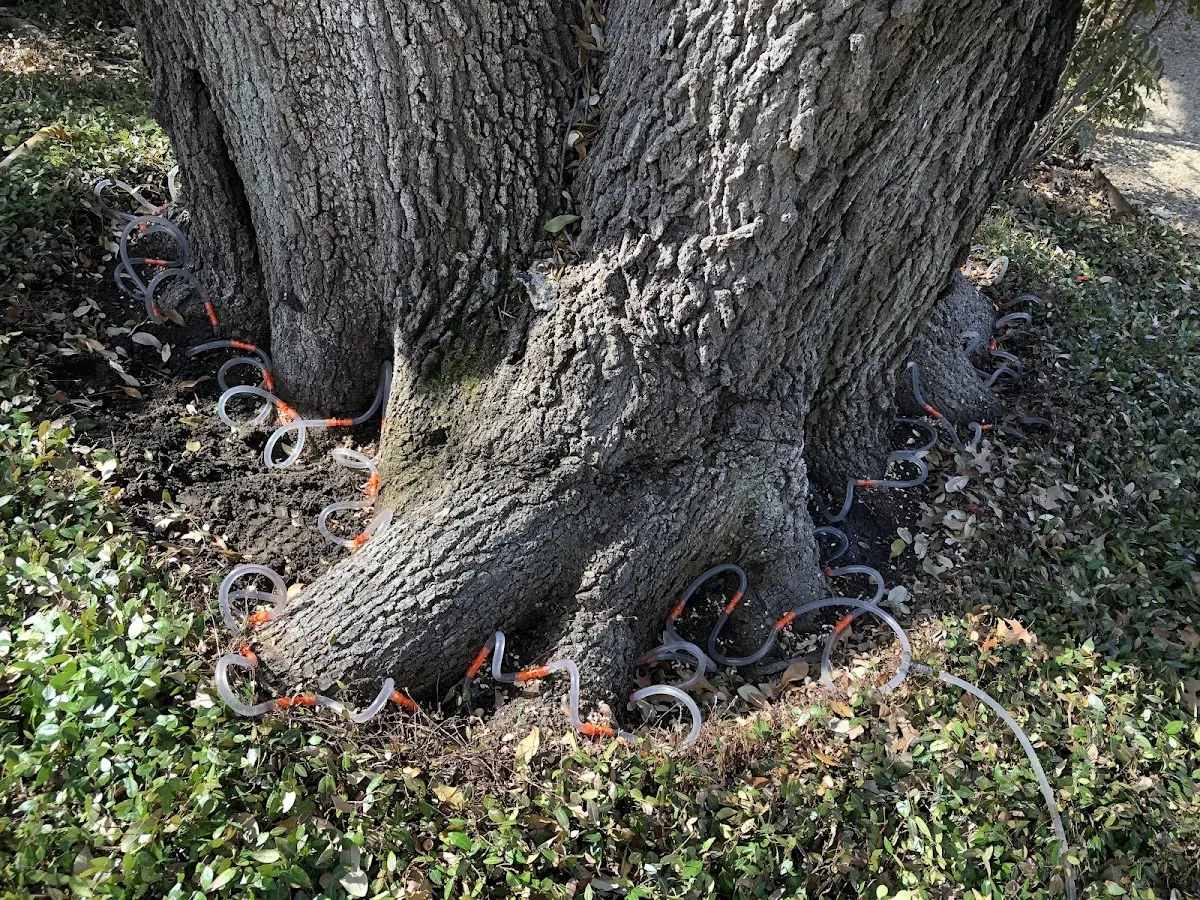 Detailed Tree Cabling and Bracing job site in Ponderosa