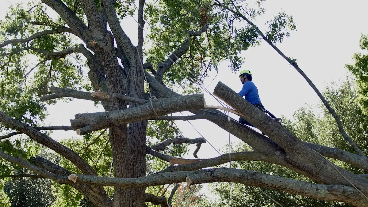 Professional Hazardous Tree Removal performed by certified arborists in Ponderosa