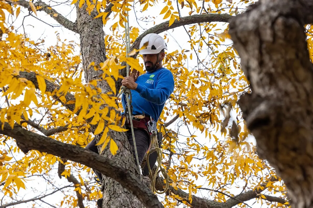 Skilled Tree Pruning crew working in Ponderosa