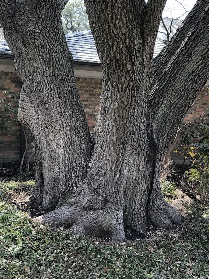Mature heritage tree close to a Ponderosa property cared for by certified arborists